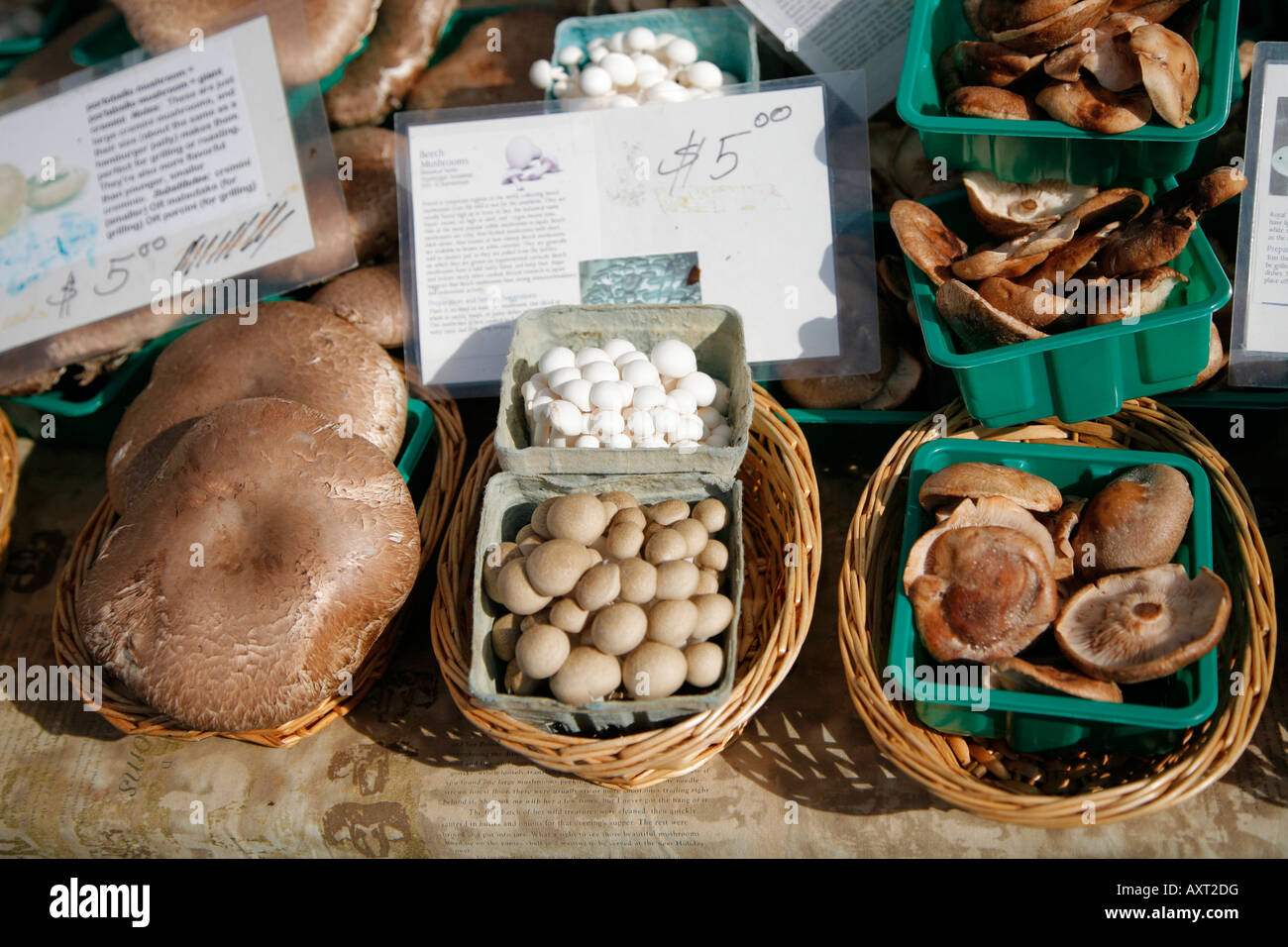 Vielfalt der Pilze auf den Verkauf, Bauernmarkt, Dupont Circle, Washington DC, USA Stockfoto