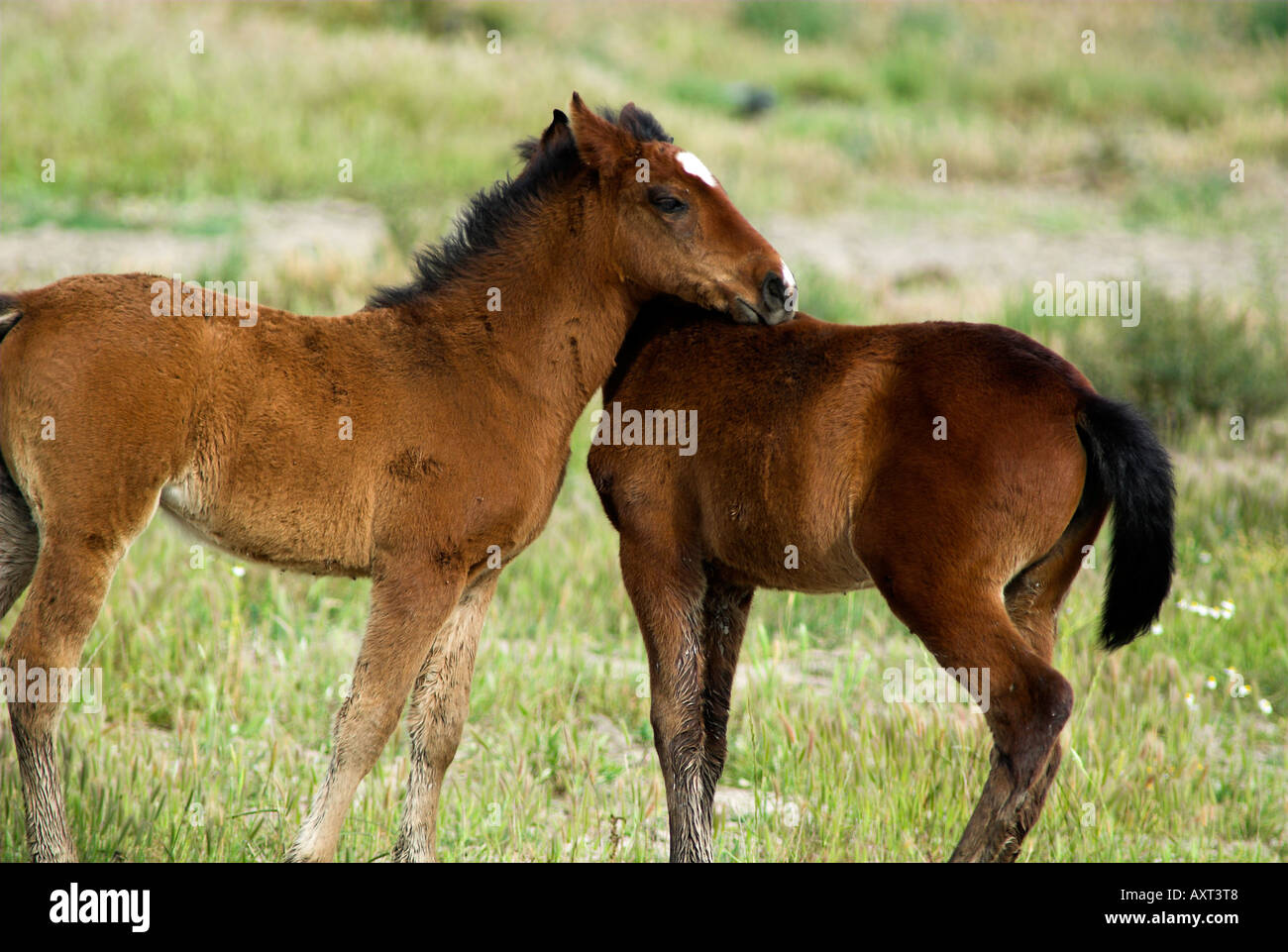 Junge Fohlen Einschnürung pflegen einander Coto Donana Nationalpark Andalusien Andalusien Stockfoto