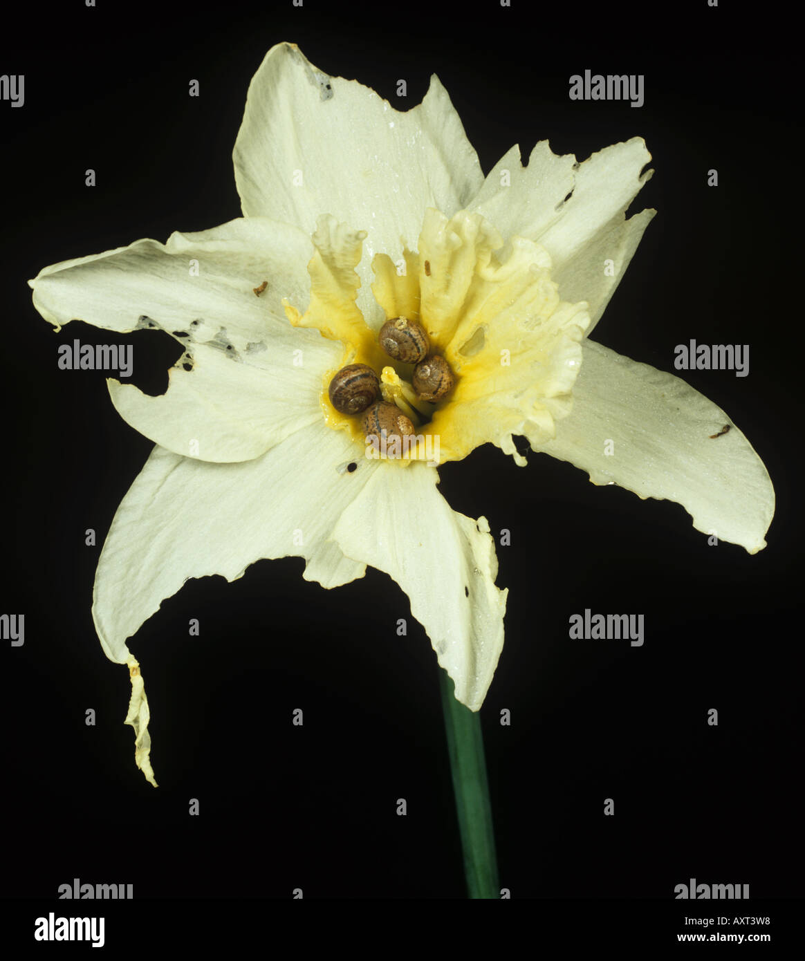 Unreife Garten Schnecken Cornu Aspersum bergende im Mittelpunkt einer Narzisse Blume Stockfoto