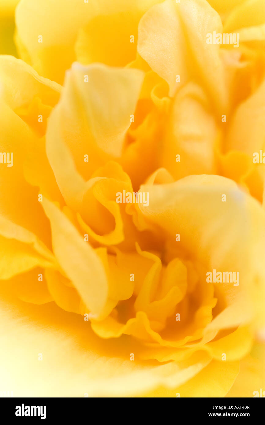 Makroaufnahme der Narzisse Blume Stockfoto