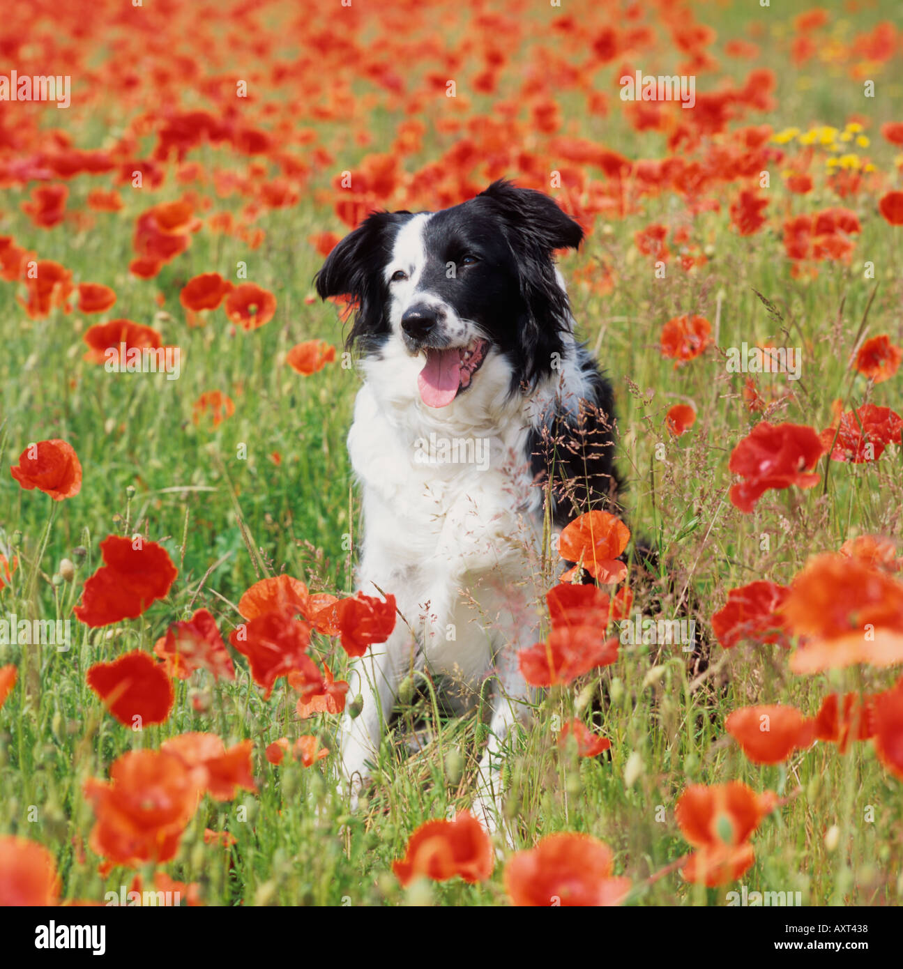 Welsh Border Collie Hund am Bergbauernhof im Mohnfeld Stockfoto