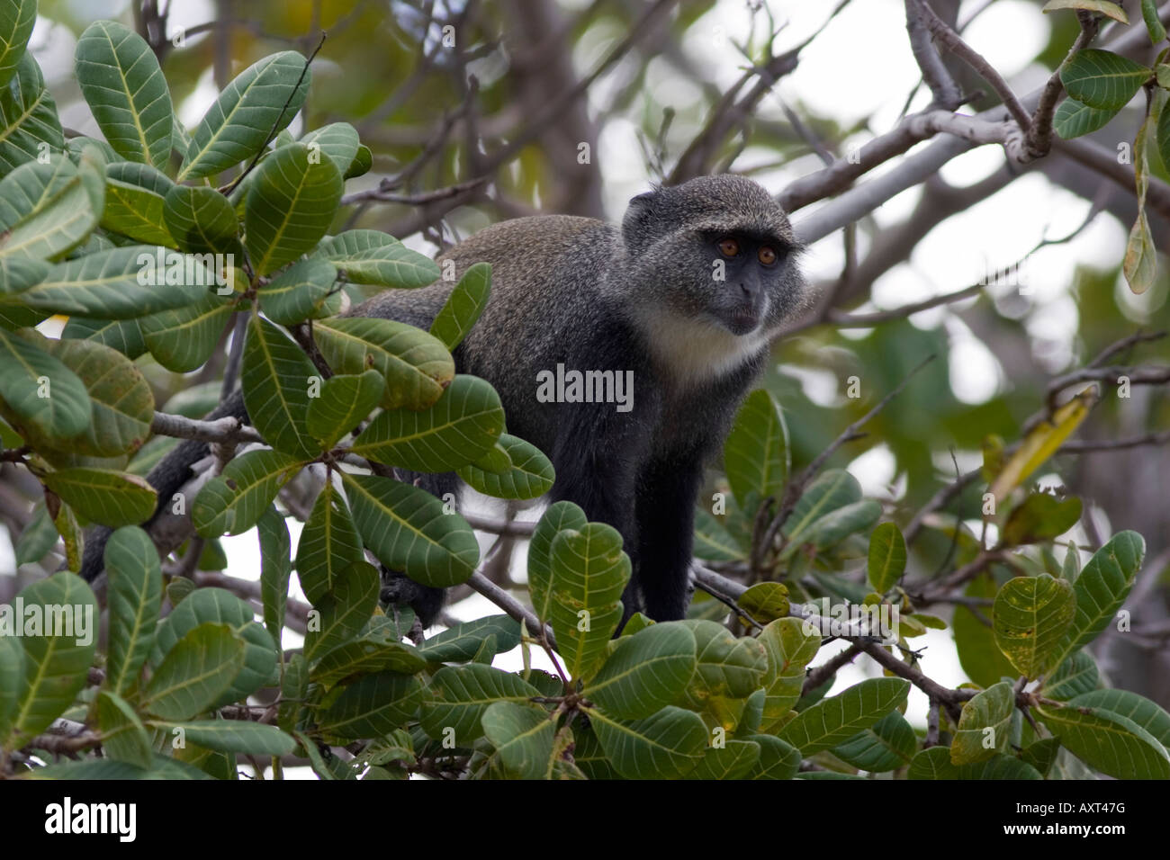 Diademmeerkatze bei Mafia Island Tansania Stockfoto
