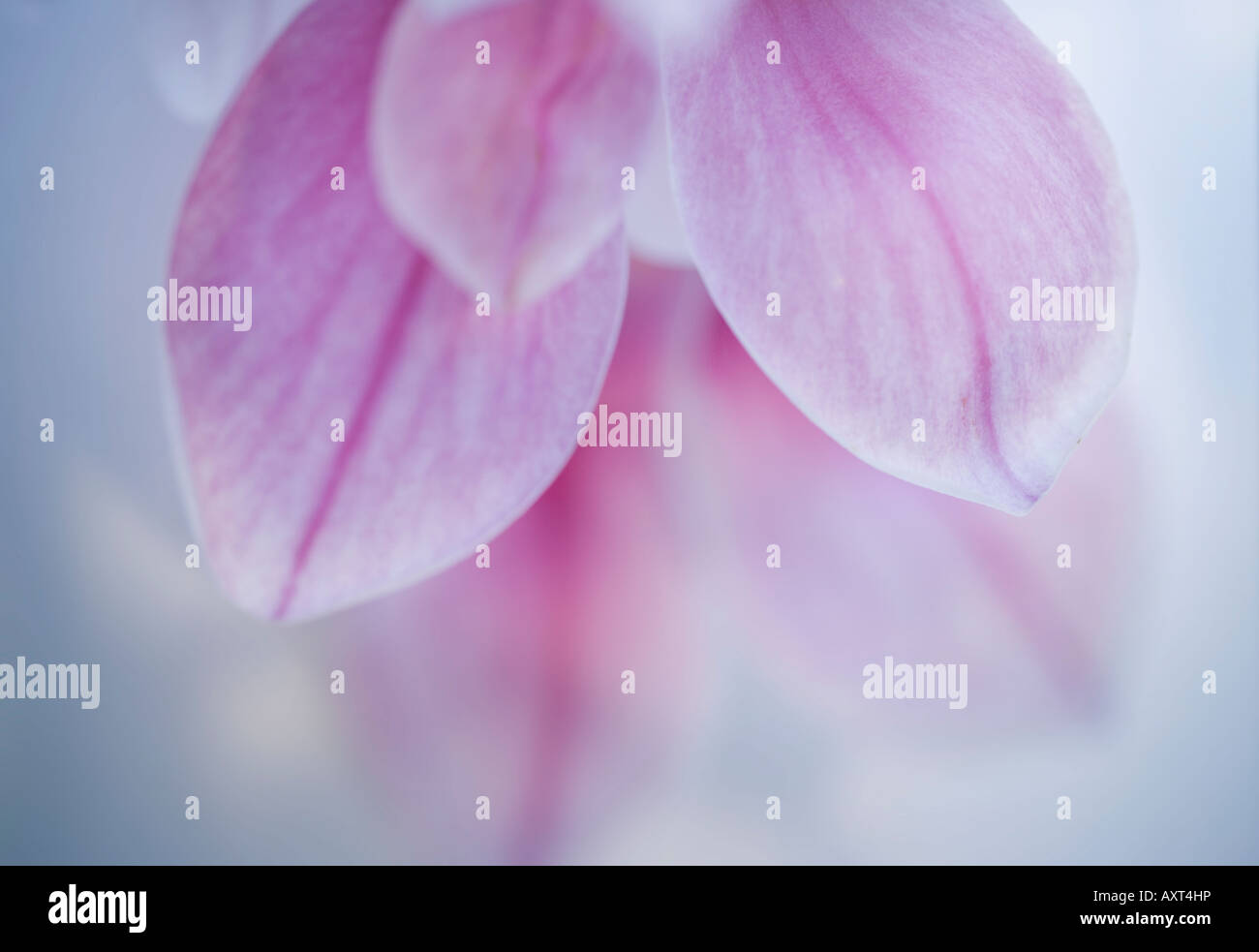 Makroaufnahme einer Magnolie Blume Schuss Ende März im Vereinigten Königreich Stockfoto