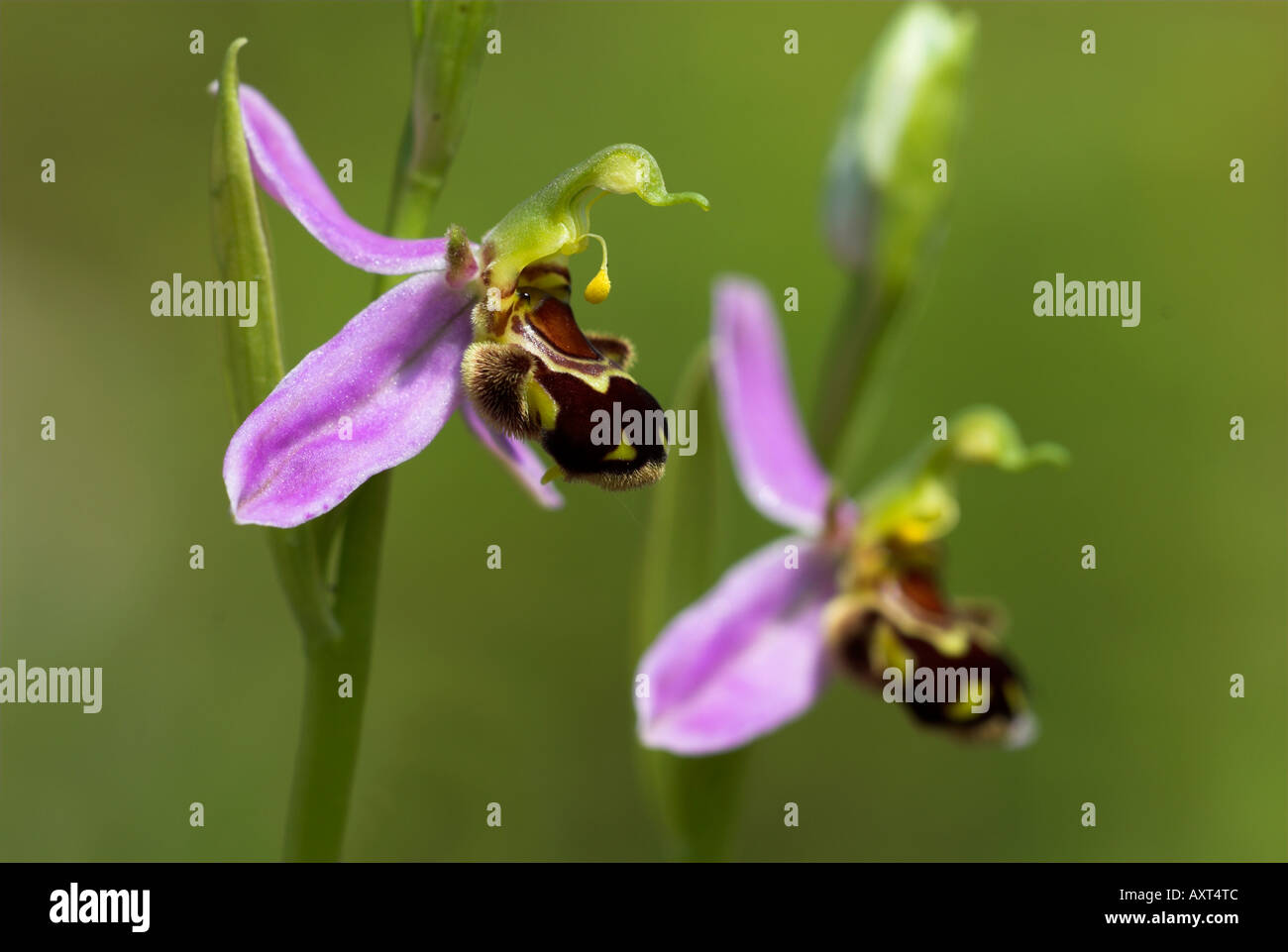 Biene Orchidee Ophrys Apifera paar Blumen Monkton Chalkpit Nature Reserve Kent UK Stockfoto