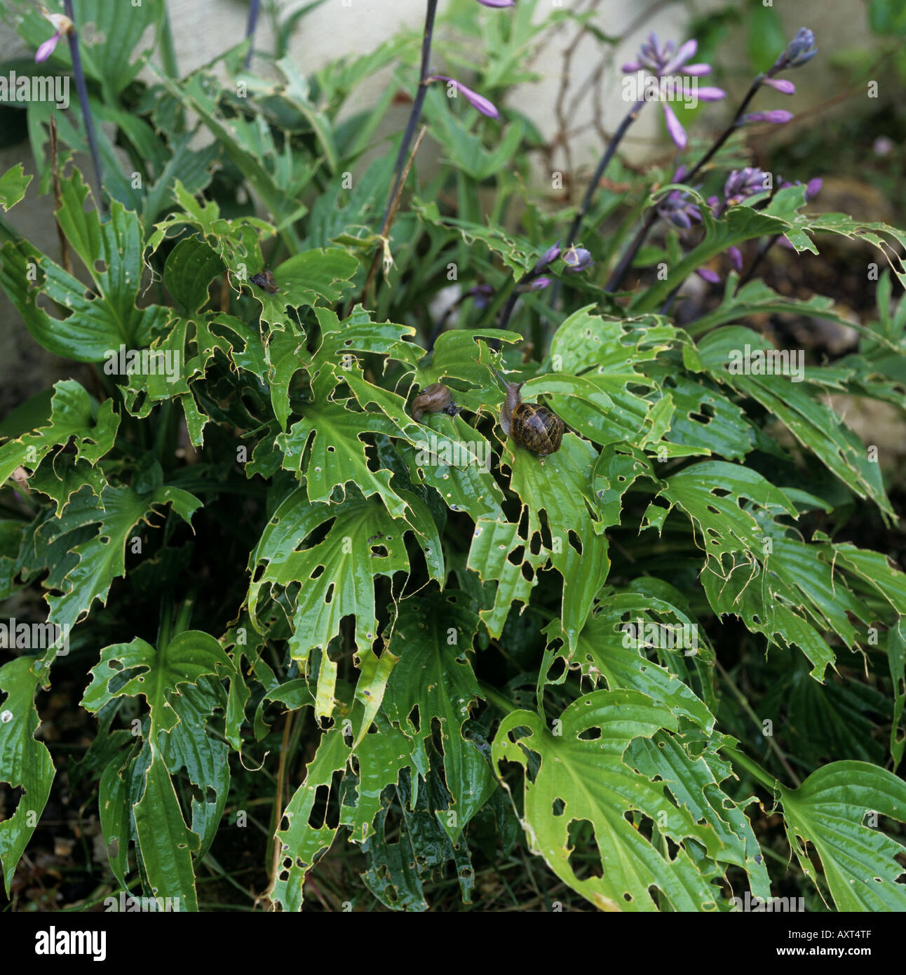 Garten-Schnecke Cornu Aspersum Slug auf Schäden an Hosta Pflanze Stockfoto