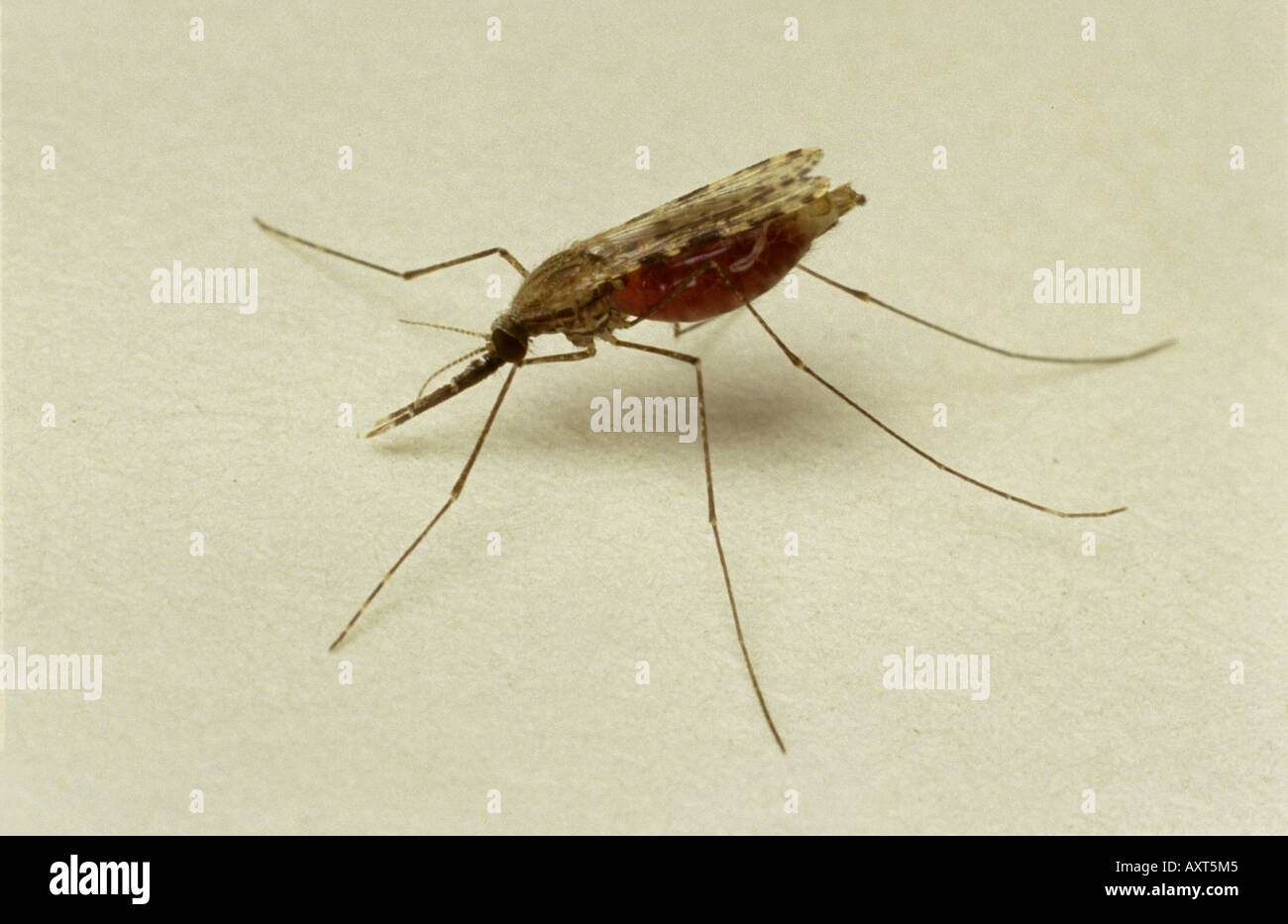 Afrikanische Malaria Vektor Mücke Anopheles Gambiae nach einem Blut ernähren Stockfoto