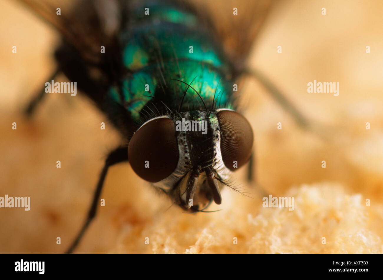 Greenbottle Fly Lucilia Caesar Facettenaugen Stockfoto