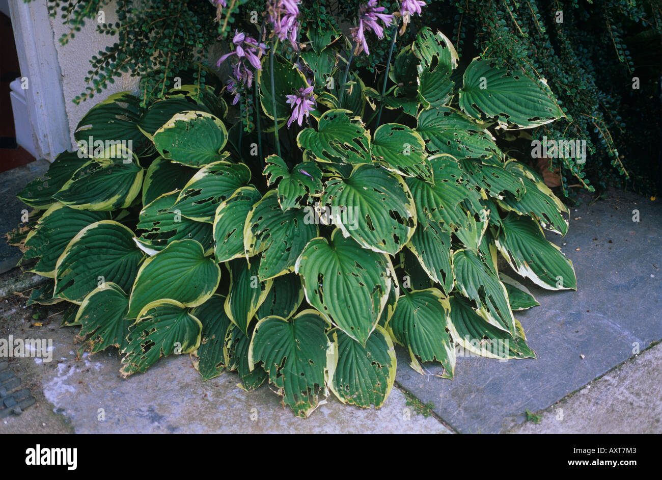 Metallklumpen und Schnecken Schäden an Hosta-Pflanzen in Blüte Stockfoto