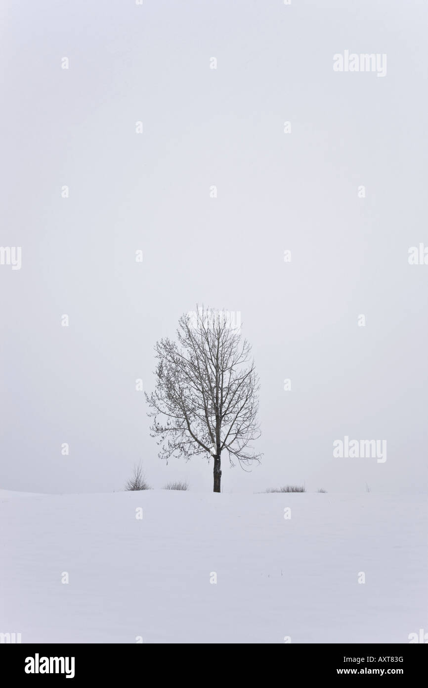 Einsamer Baum in einem unberührten und sauberen Hintergrund von einem Schneesturm Stockfoto