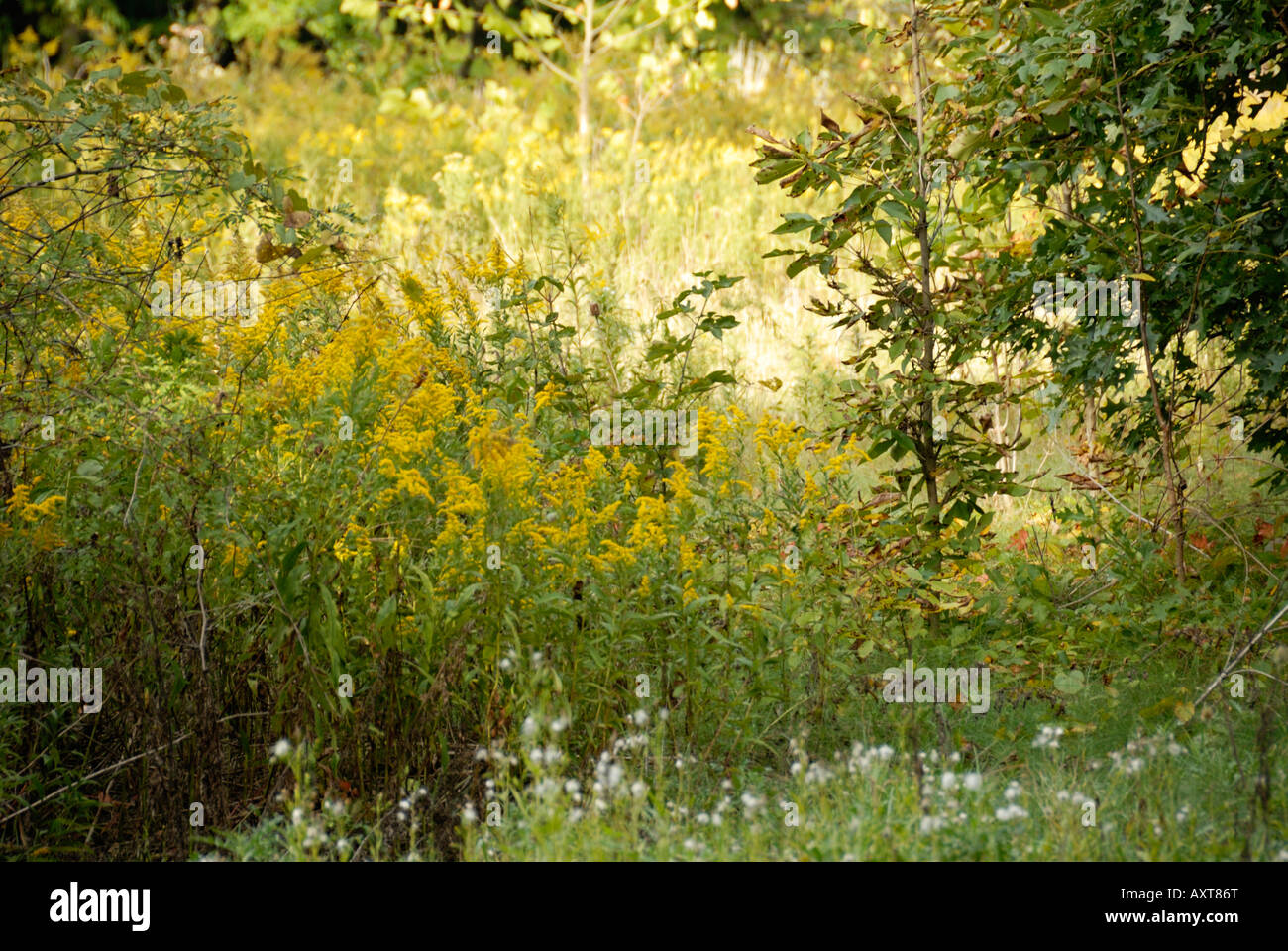 Schuss im Fall der Ambrosie und Wildblumen Wiese Stockfoto