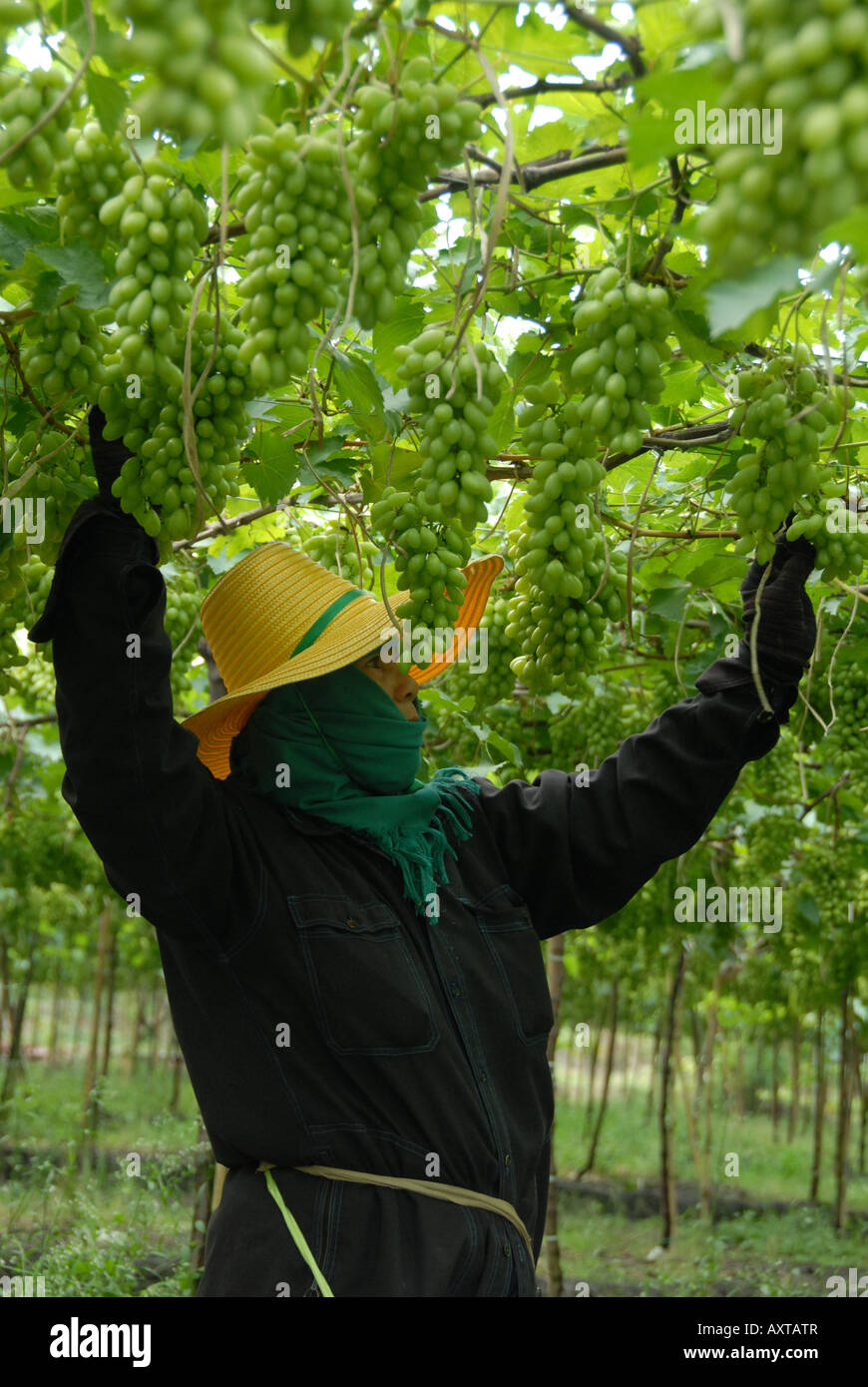 Weinlese, Samut Sakorn, thailand Stockfoto