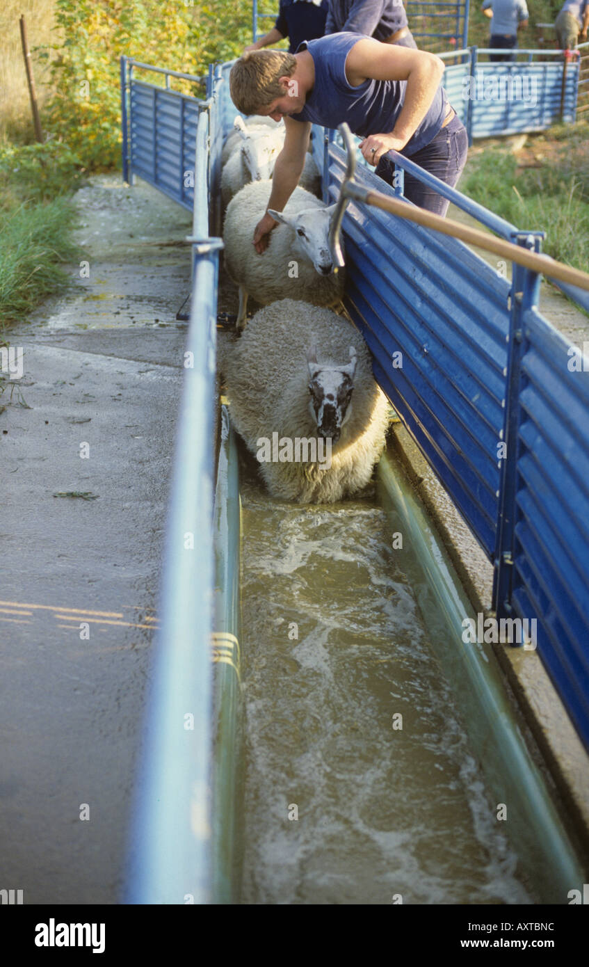 Nördlich von England tauchen Maultier Schafe ein Schaf in Berkshire Stockfoto