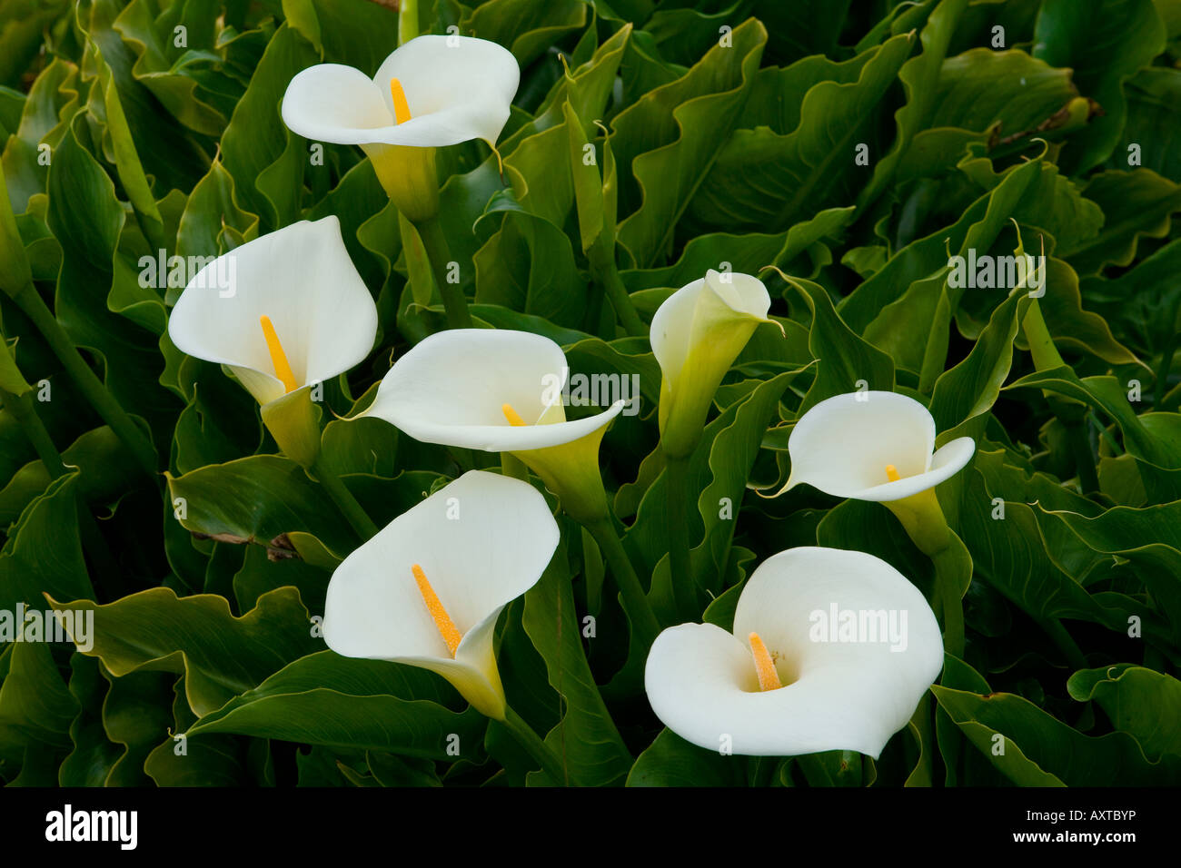 Calla-Lilien an der kalifornischen Küste. Stockfoto