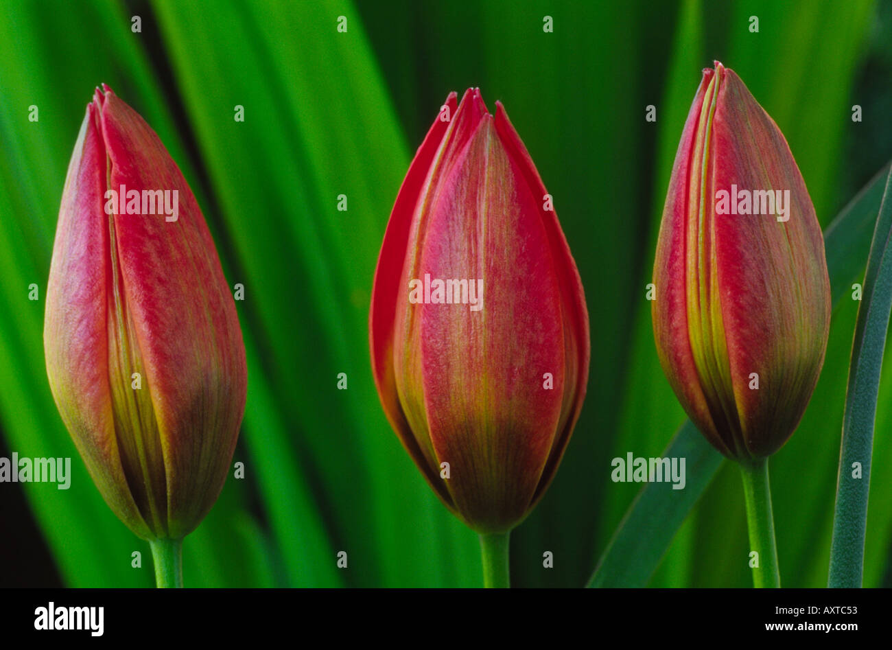 Tulipa humilis var pulchella Fotos und Bildmaterial in hoher