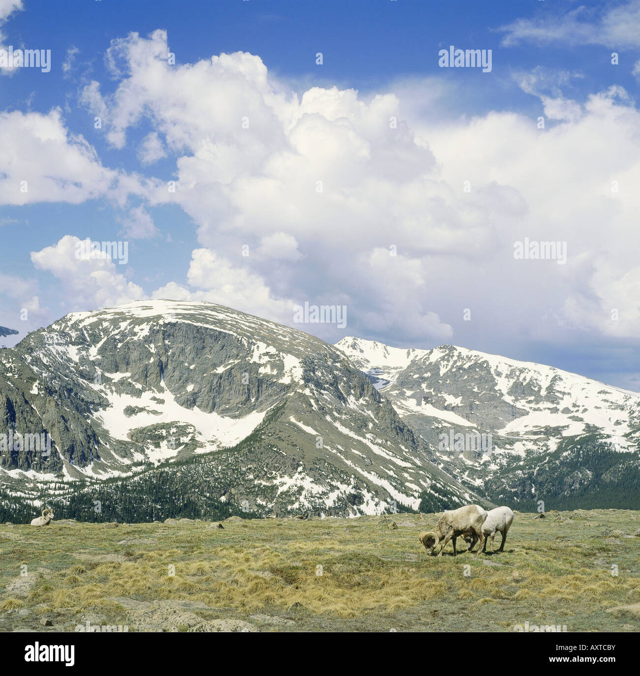 Geographie / Reisen, USA, Colorado, Bighorn Schafe, Rocky Mountain Nationalpark, Berg, Berge, Stockfoto