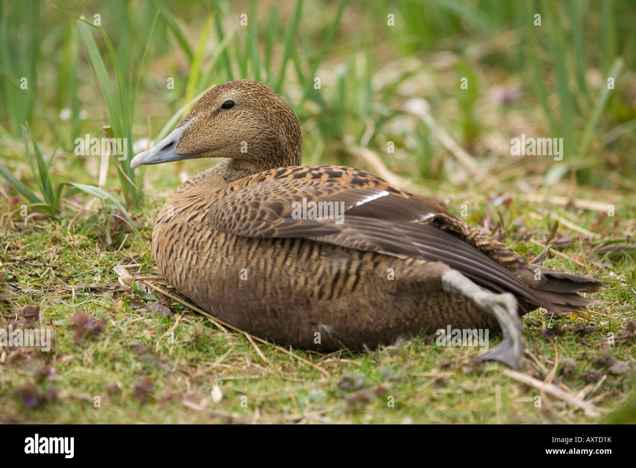 Weibliche Eiderente (Somateria mollissima), die im frühen Frühling auf Gras ruht Stockfoto