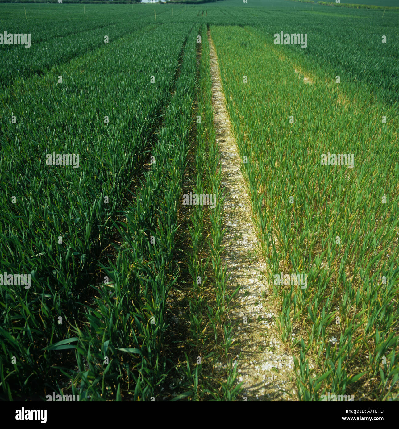 Vergleich der Weizen Ernte Grundstücke, die man normalerweise mit Stickstoffdünger cv unbehandelt behandelt Stockfoto