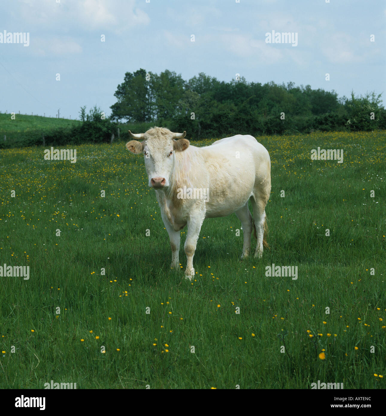 Charolais zu lenken, mit Hörnern auf Rasen Weide Lot Garonne Stockfoto