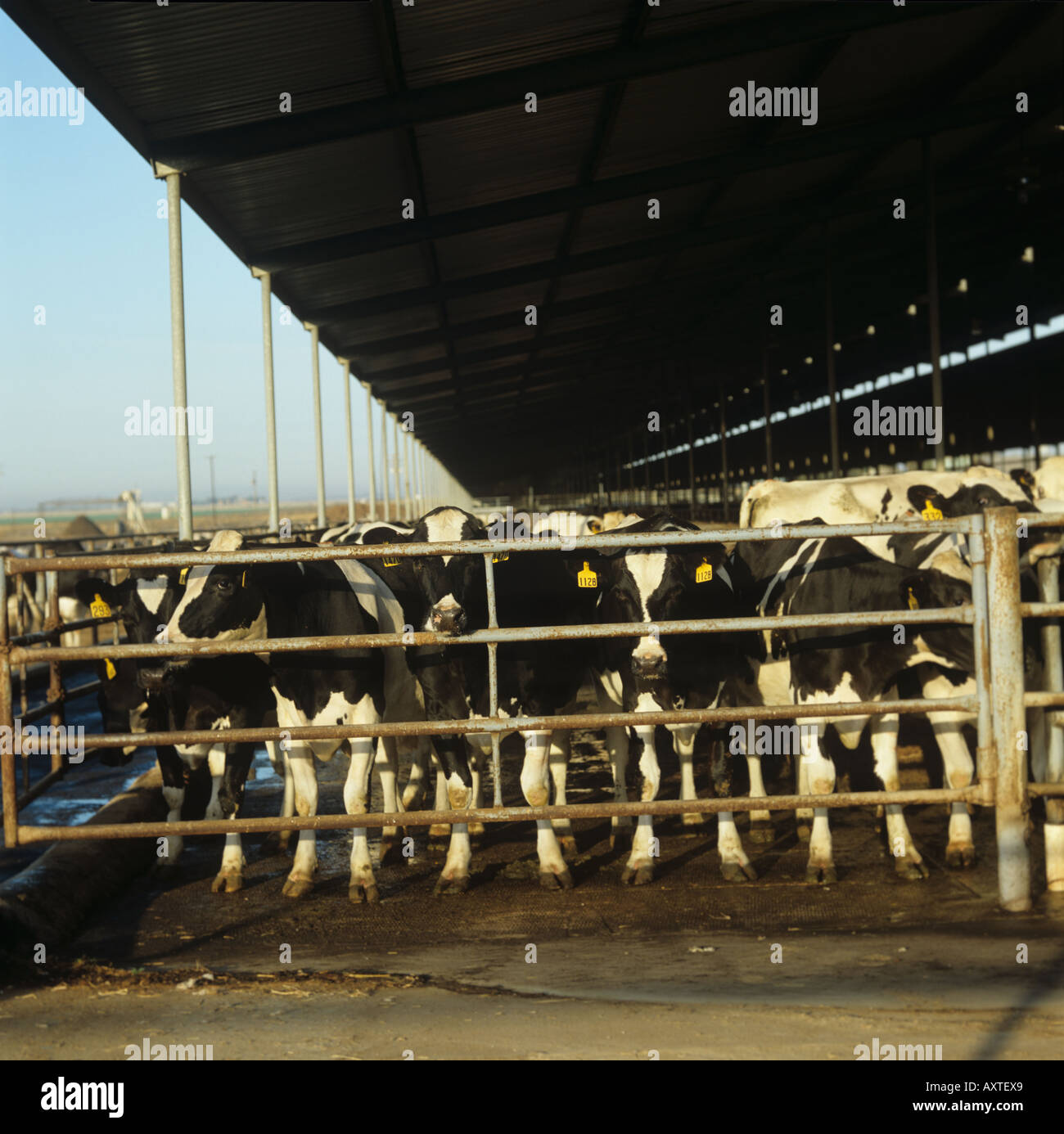 Holstein Kühe in überdachten Stifte auf Null Beweidung Farm California Stockfoto