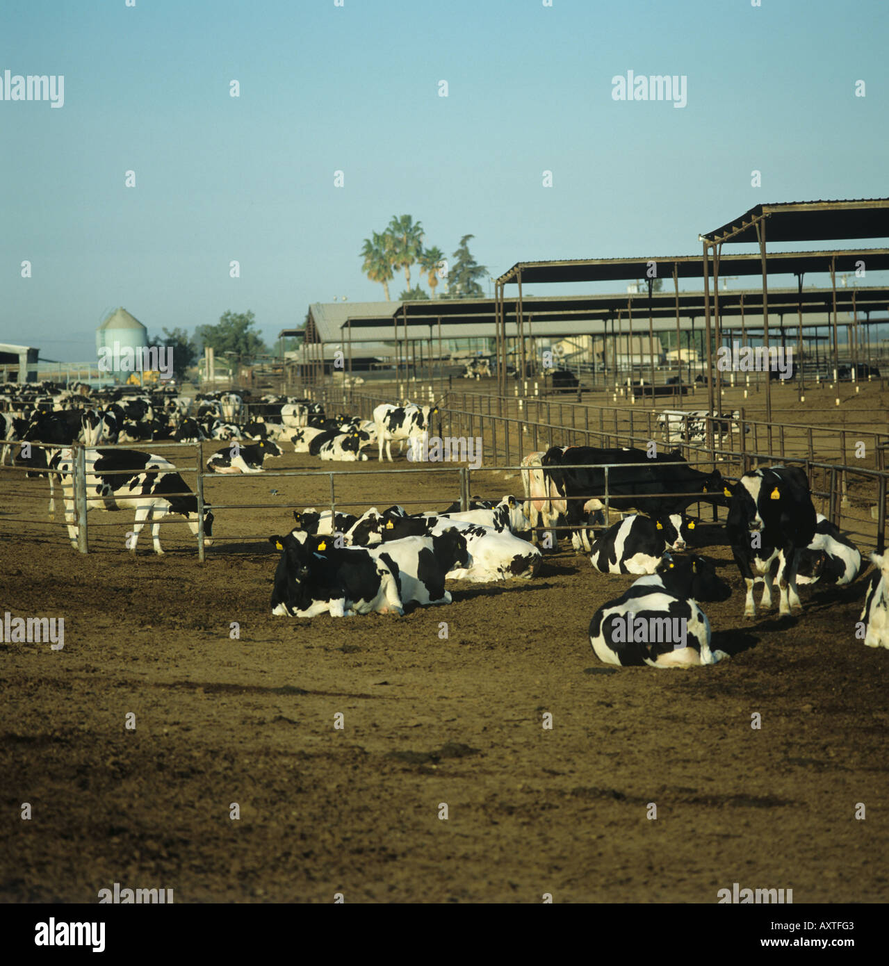 Holstein Kühe in Stifte auf Null Beweidung Bauernhof Kalifornien USA Stockfoto