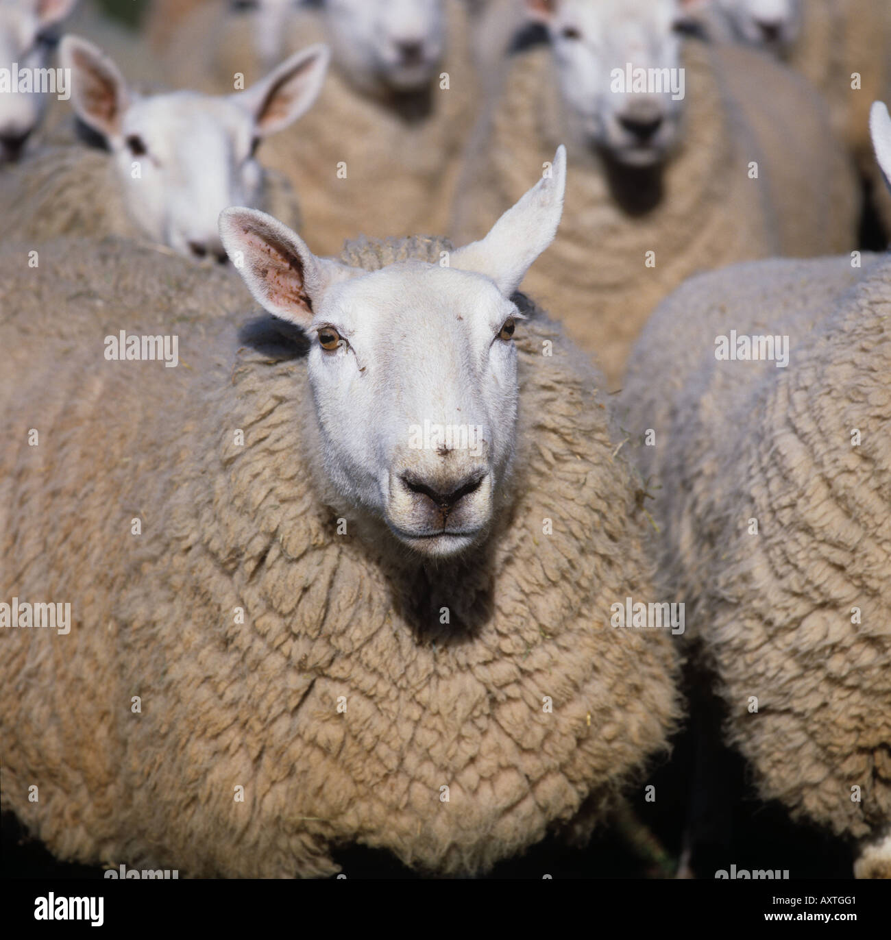 North Country Cheviot Schafe an einem schönen spät Wintertag Herefordshire Stockfoto