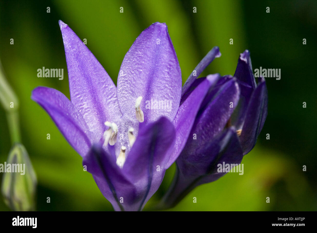 lila Blüte Stockfoto