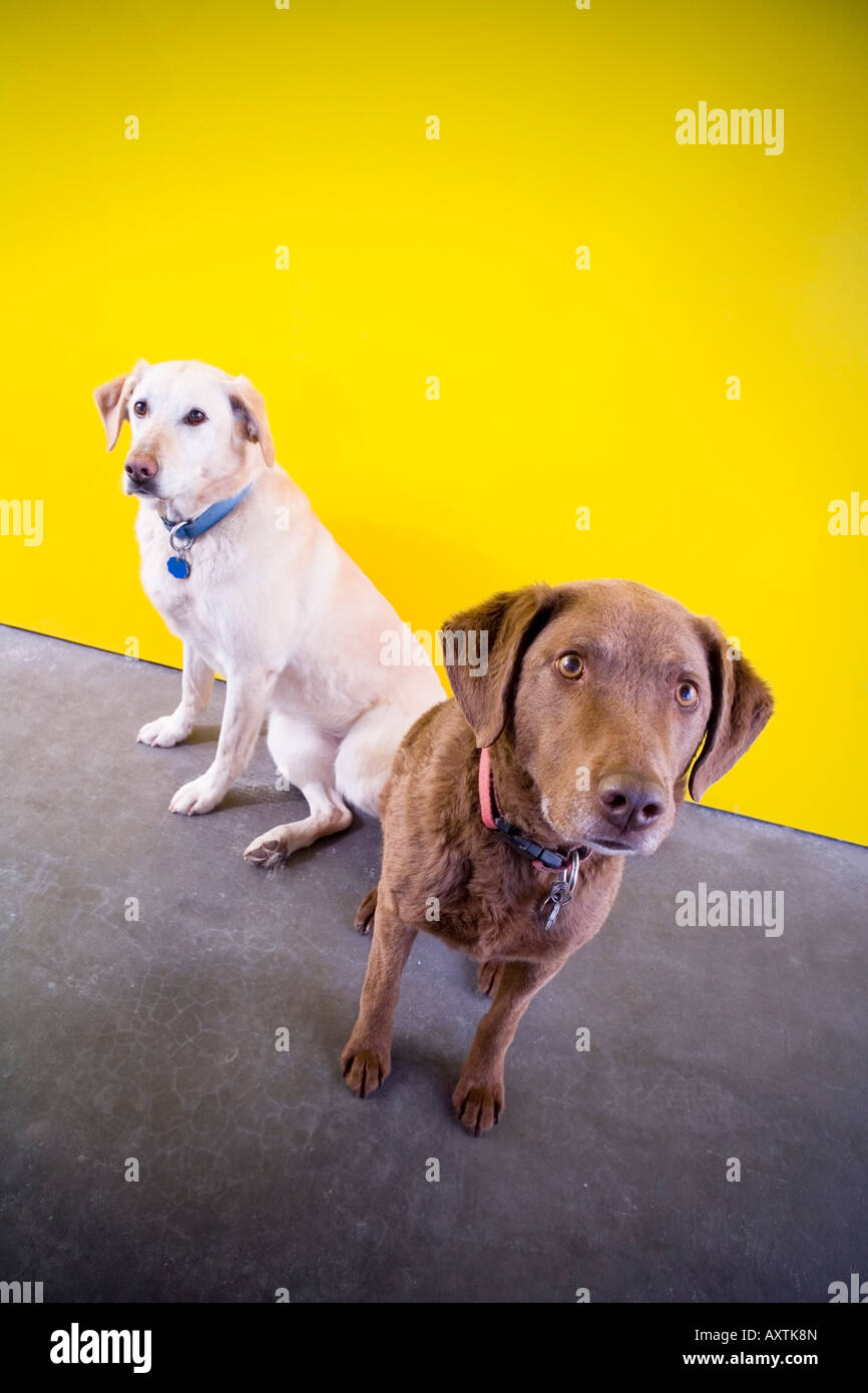 Zwei Hunde sitzen vor einer gelben Wand ein Chesapeake Bay Retriever und blonde Labrador Retriever suchen oben Alaska Stockfoto
