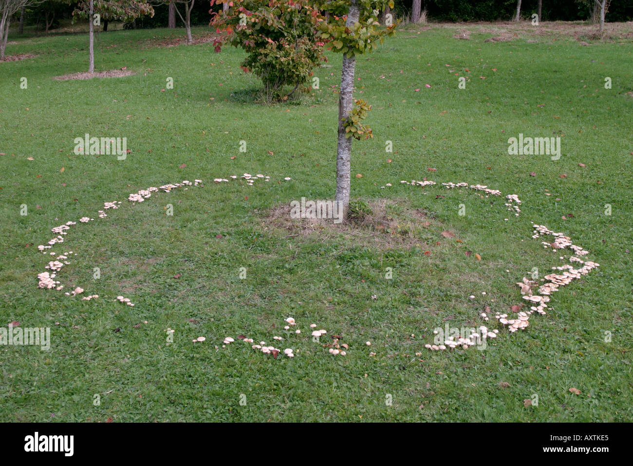 Fairy Ring von Pilzen wächst um einen kleinen Baum Stockfoto