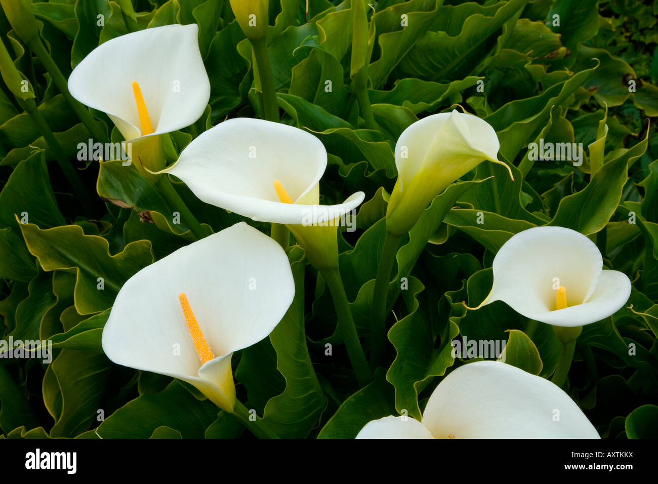 Calla-Lilien, an der Küste von Kalifornien. Stockfoto