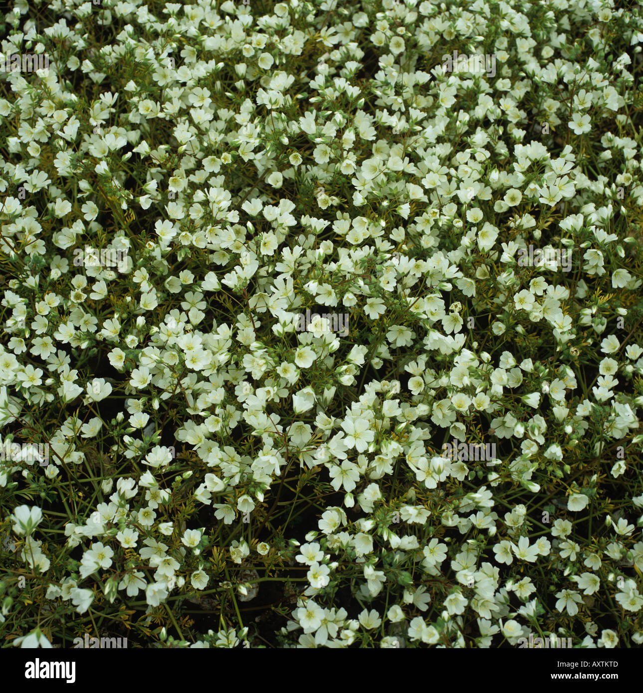 Ein Meadowfoam Limnanthes Alba Ernte in voller Blüte Stockfoto
