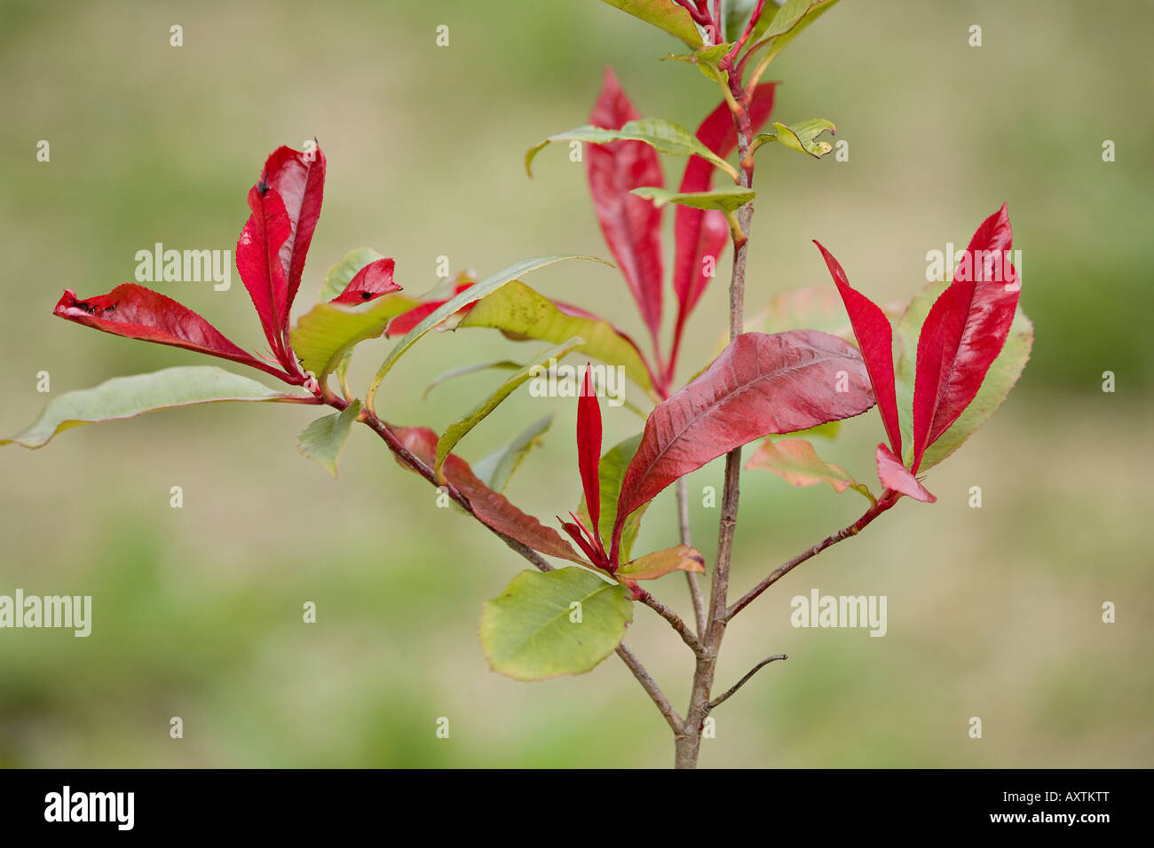 Neues Wachstum auf Photinia × fraseri 'Red Robin' im Frühjahr Stockfoto