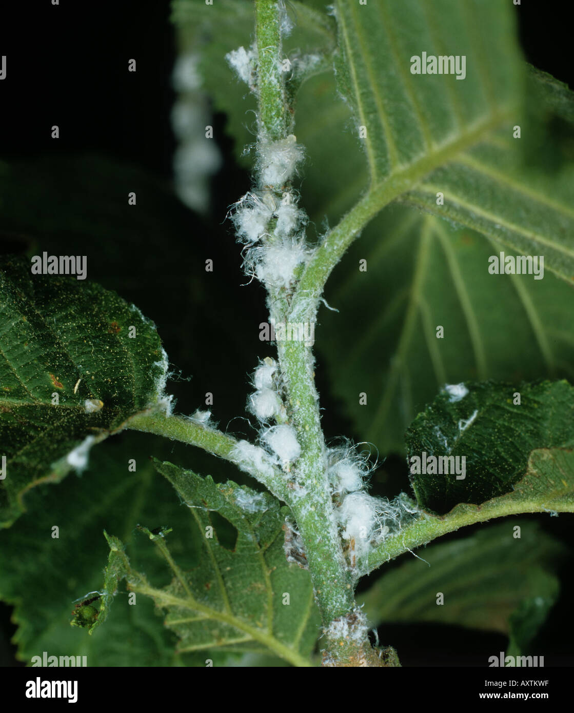 Erle Psyllid Psylla Alni wachsartige Sectretions auf Erle verlässt Blattstiele Stockfoto