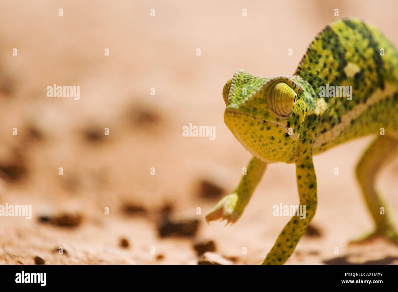 A Zwerg Chamaeleon Chamaeleon Pumilus Stockfoto