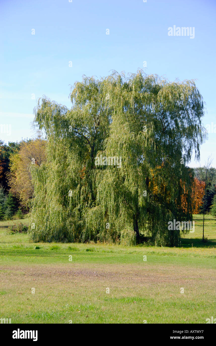 Weeping Willow Tree in der upper New York Staat Finger Lakes region Stockfoto