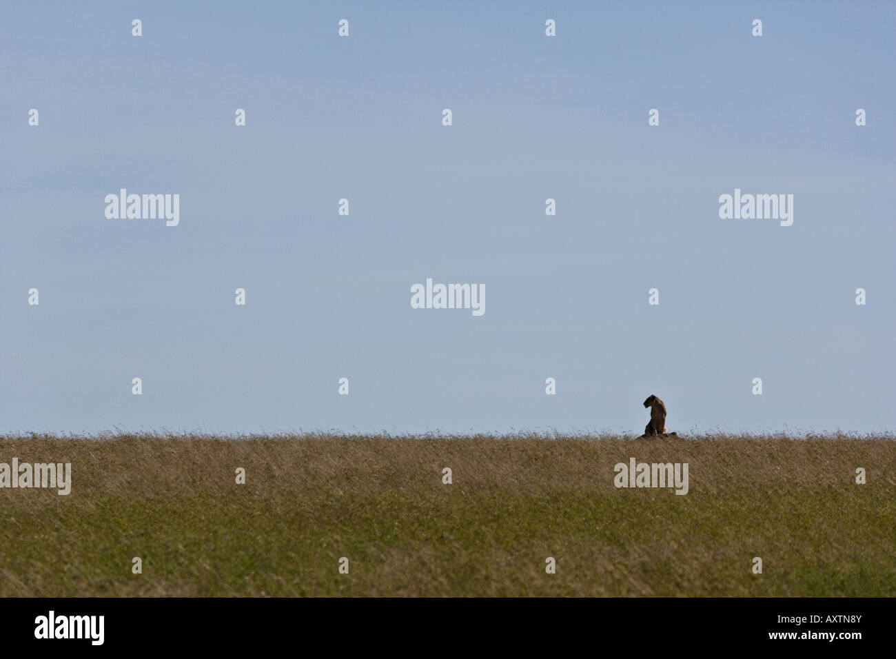 Löwe sitzt auf Suche in einem sauberen Vista von der Serengeti Nationalpark, Tansania Stockfoto