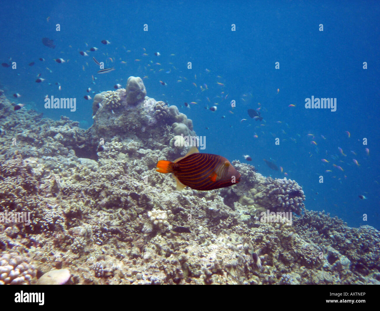 Orange gefüttert Drückerfisch [Bandos Island Reef, Kaafu Atoll, Malediven, Asien]. Stockfoto