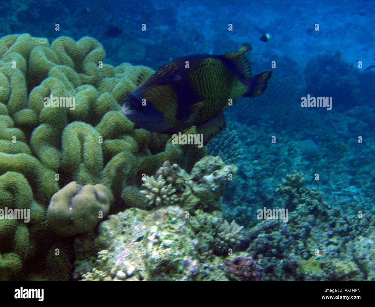Titan-Drückerfisch [Bandos Island Reef, Kaafu Atoll, Malediven, Asien]. Stockfoto