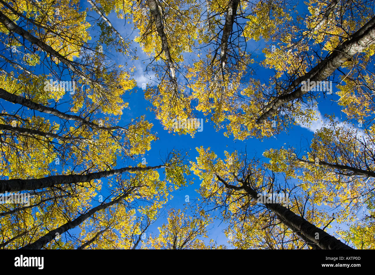 Aspen grove Stockfoto