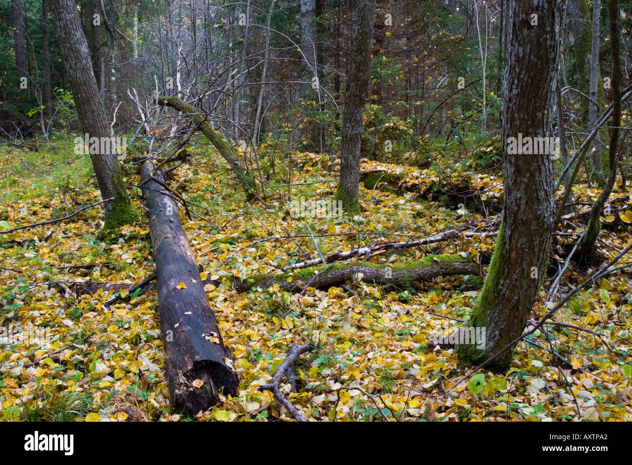 Herbst im borealen Wald Stockfoto