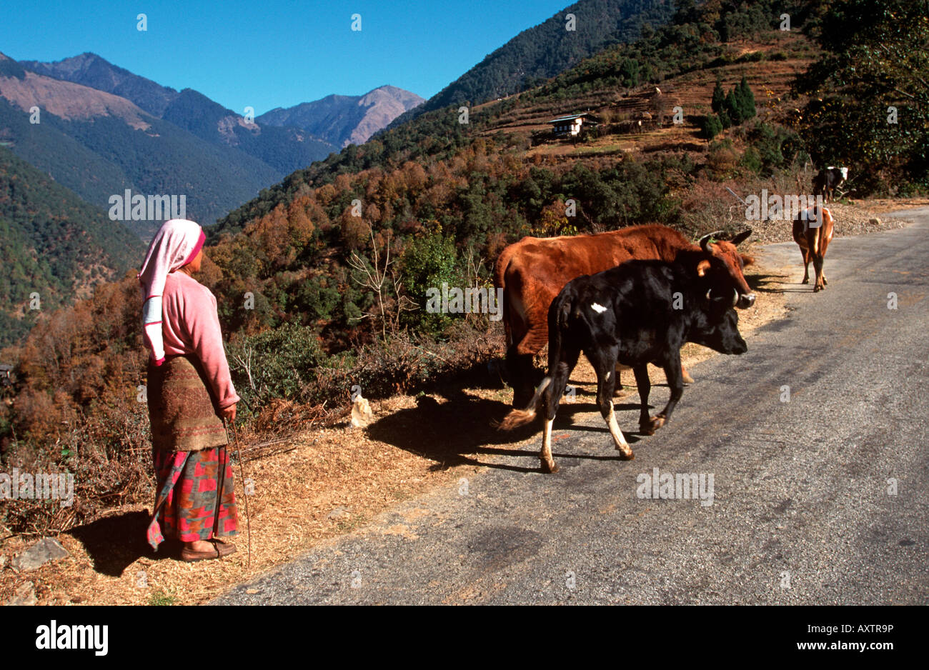 Bhutan Black Mountains Lobding Frau, die Kühe auf der Straße Stockfoto