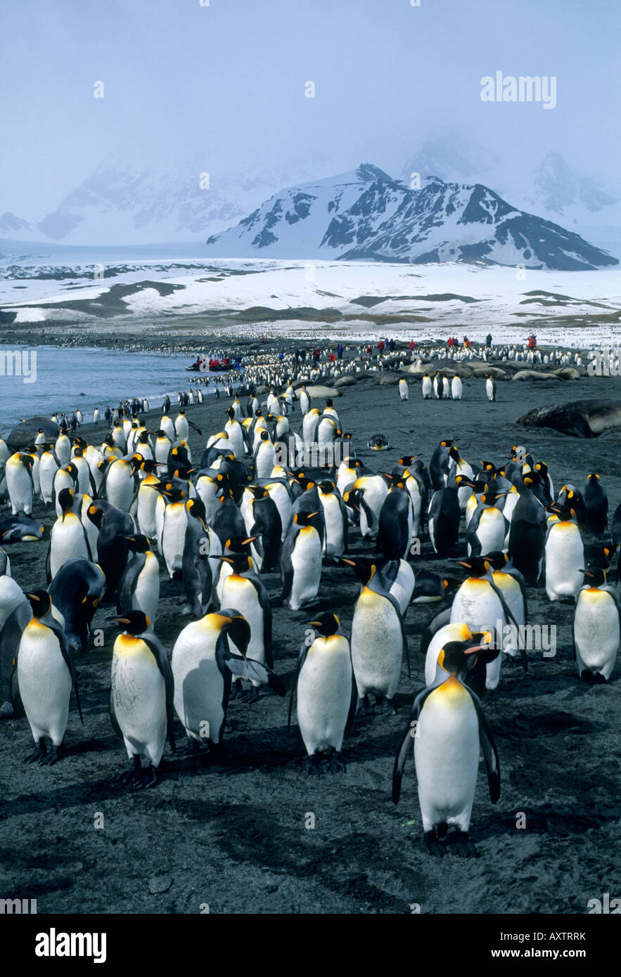 König, Pinguine und Touristen, South Georgia Island, Antarktis Stockfoto