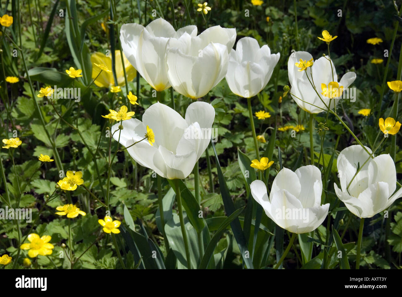 Selbst die Aussaat der Wildblumen im Garten der Villa Medici von Castello, Sesto Fiorentino, Florenz, Toskana Stockfoto