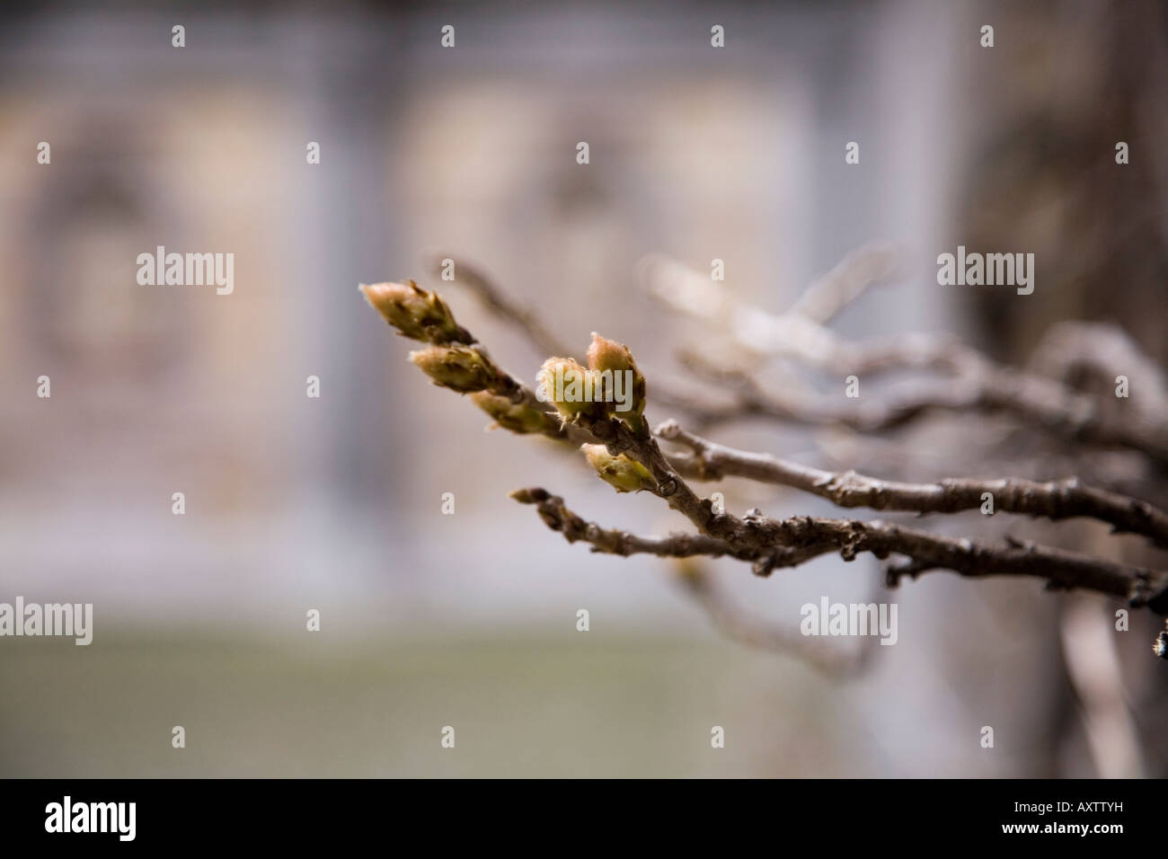 Bltenknospen im Mrz auf Blauregen am Haus des Knstlers, Rubens in  Antwerpen, Belgien Stockfotografie - Alamy