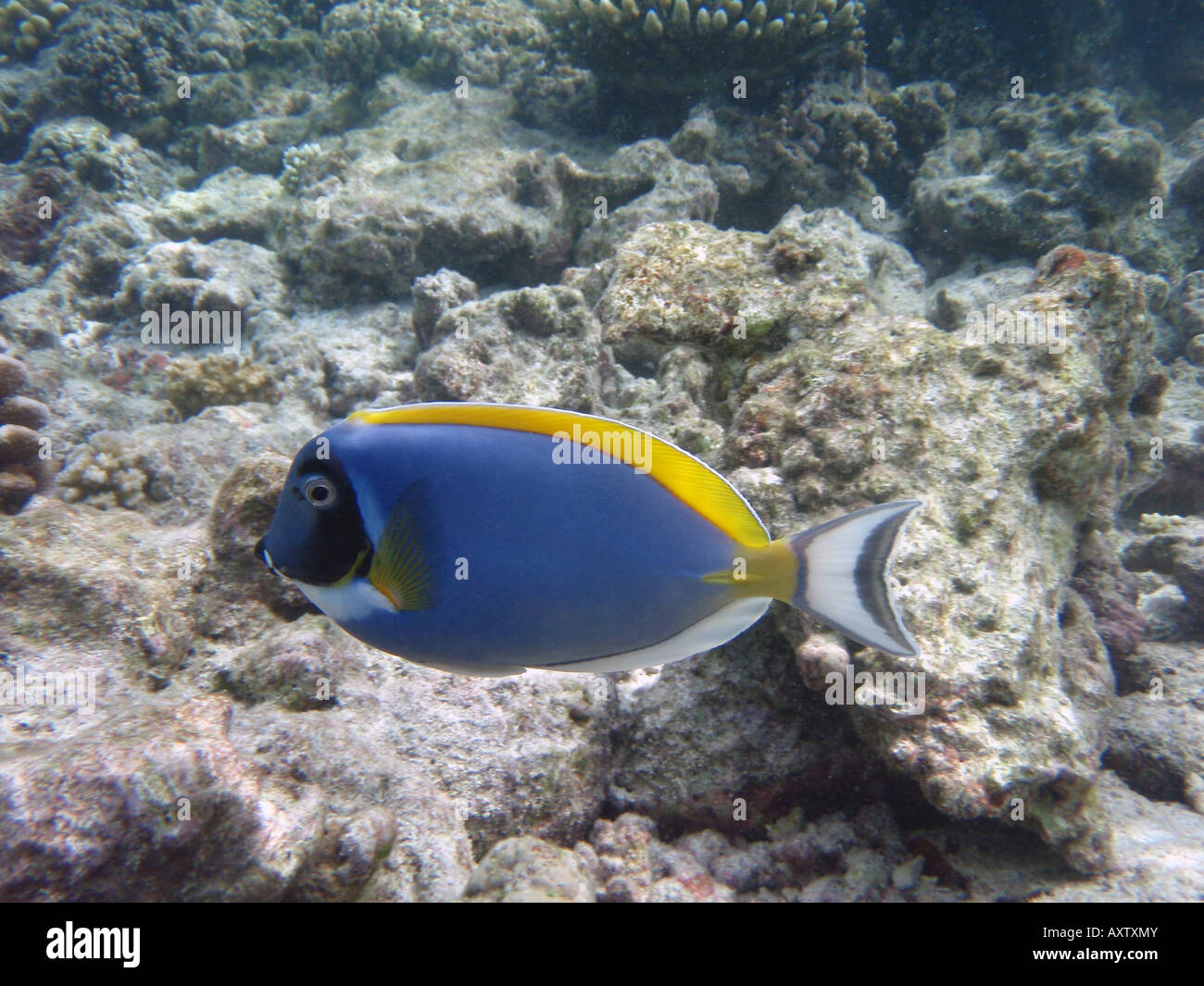 Powder Blue Chirurg Fisch / Tang [Bandos Island Reef, Kaafu Atoll, Malediven, Asien]. Stockfoto