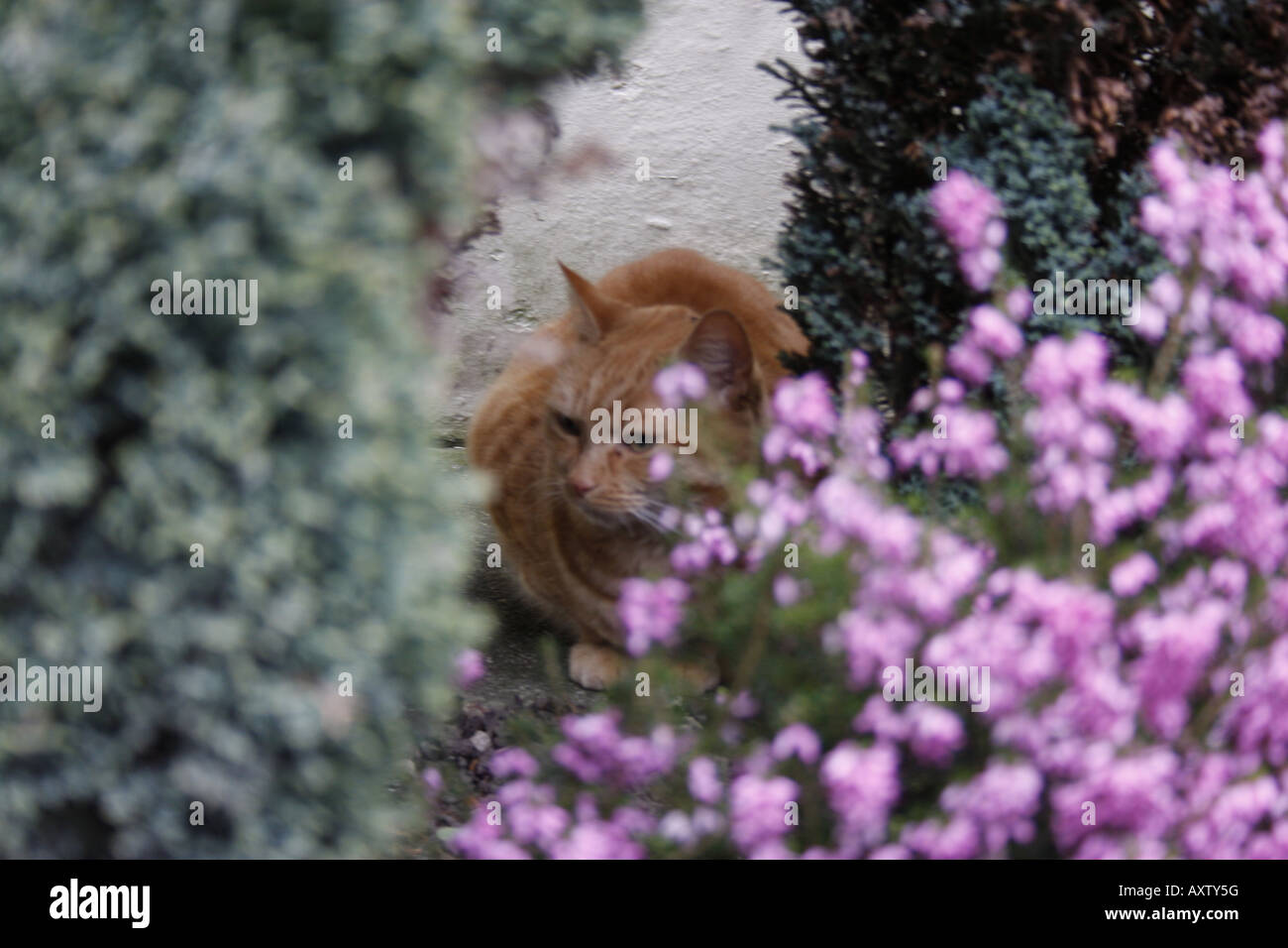 Hinterhältig Grinsekatze Stockfoto