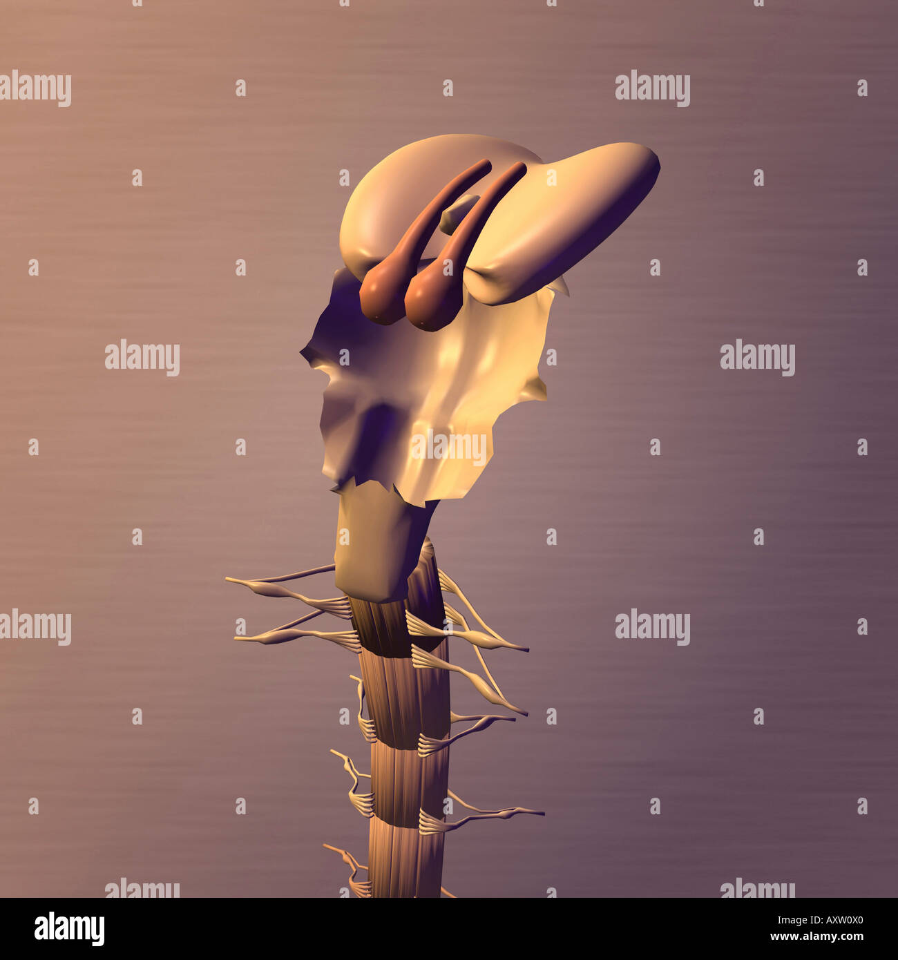 Menschlichen Hirnstamm Stockfoto