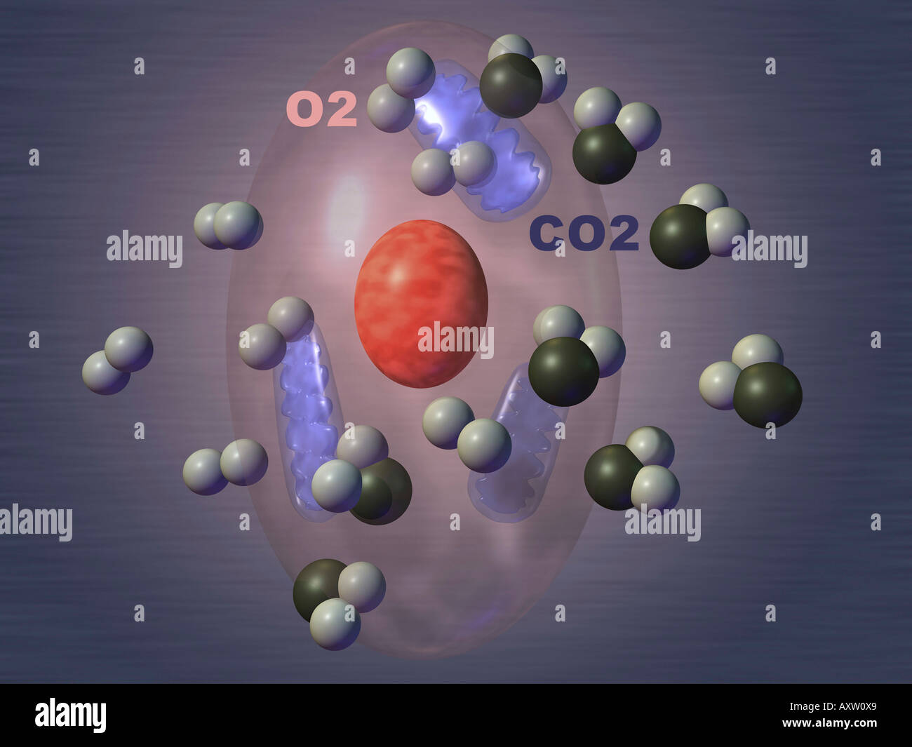 Zellatmung Stockfoto