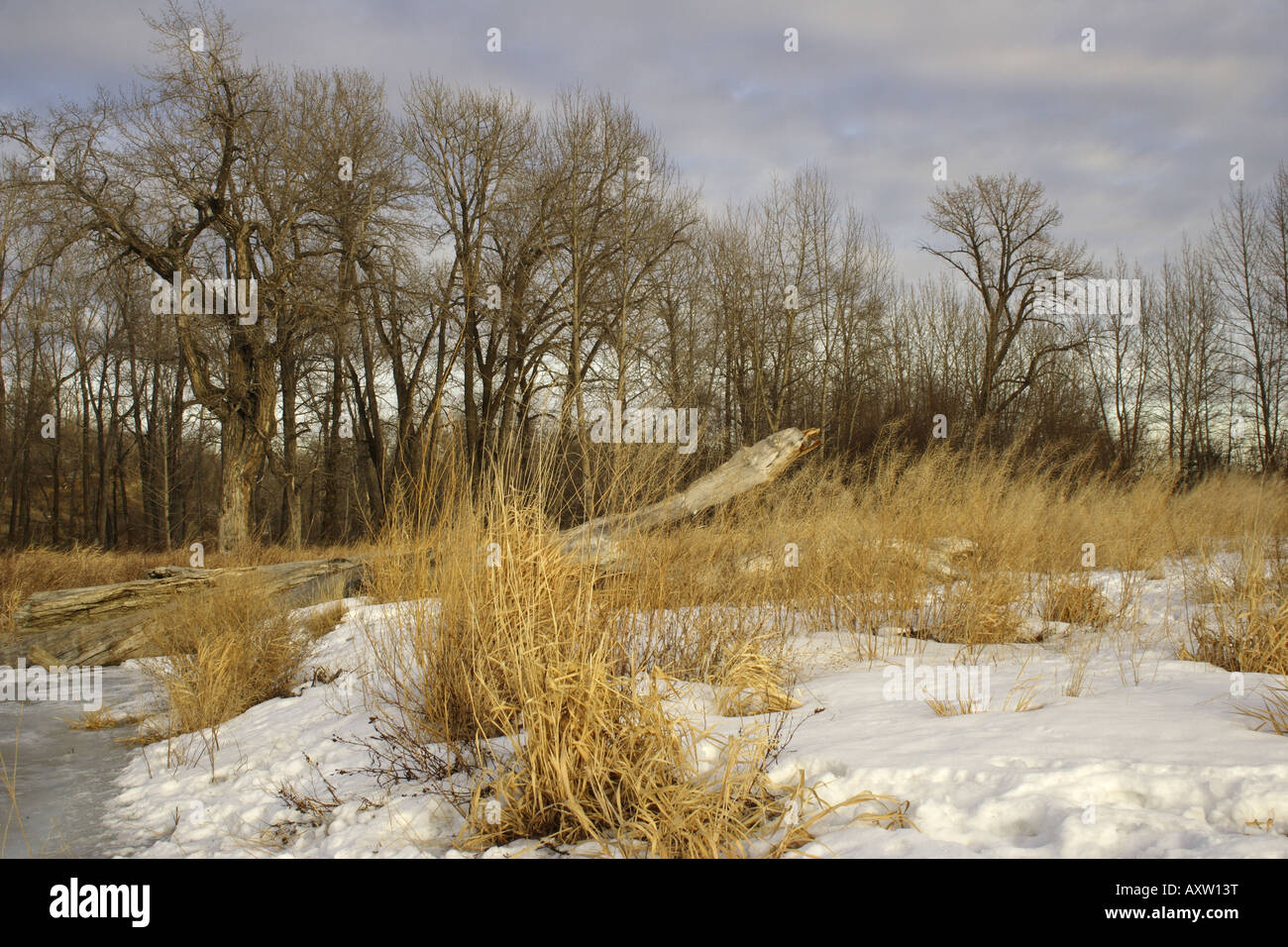 Fish Creek Park im Winter, Calgary, Alberta Stockfoto