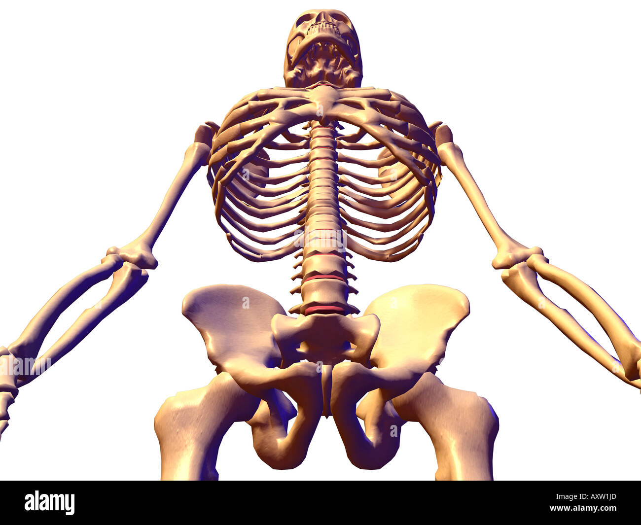 Skelett-Systems Stockfoto
