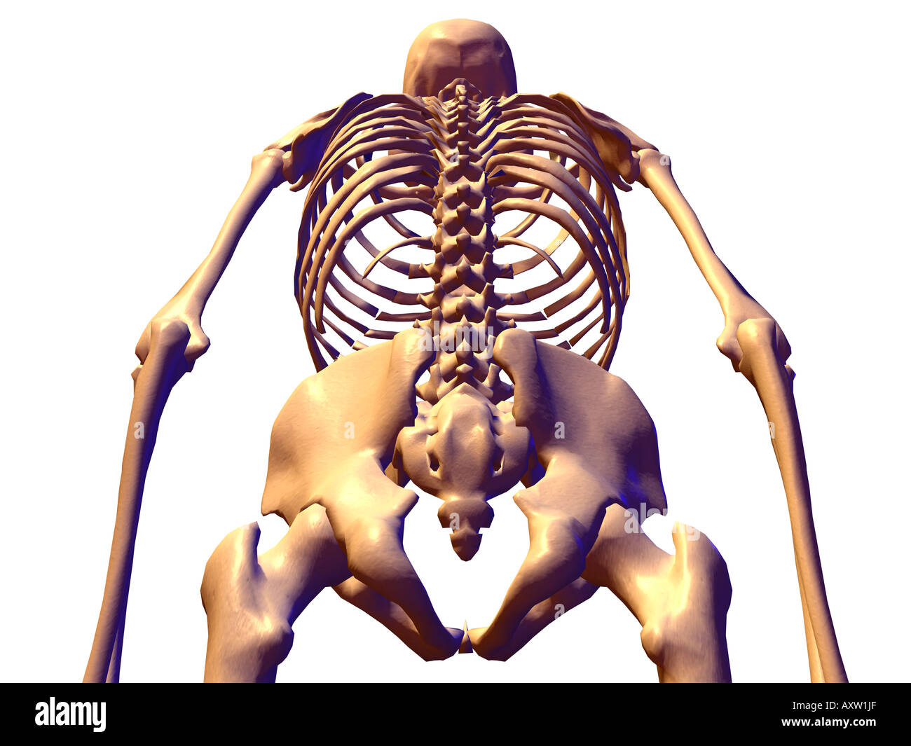 Skelett-Systems Stockfoto